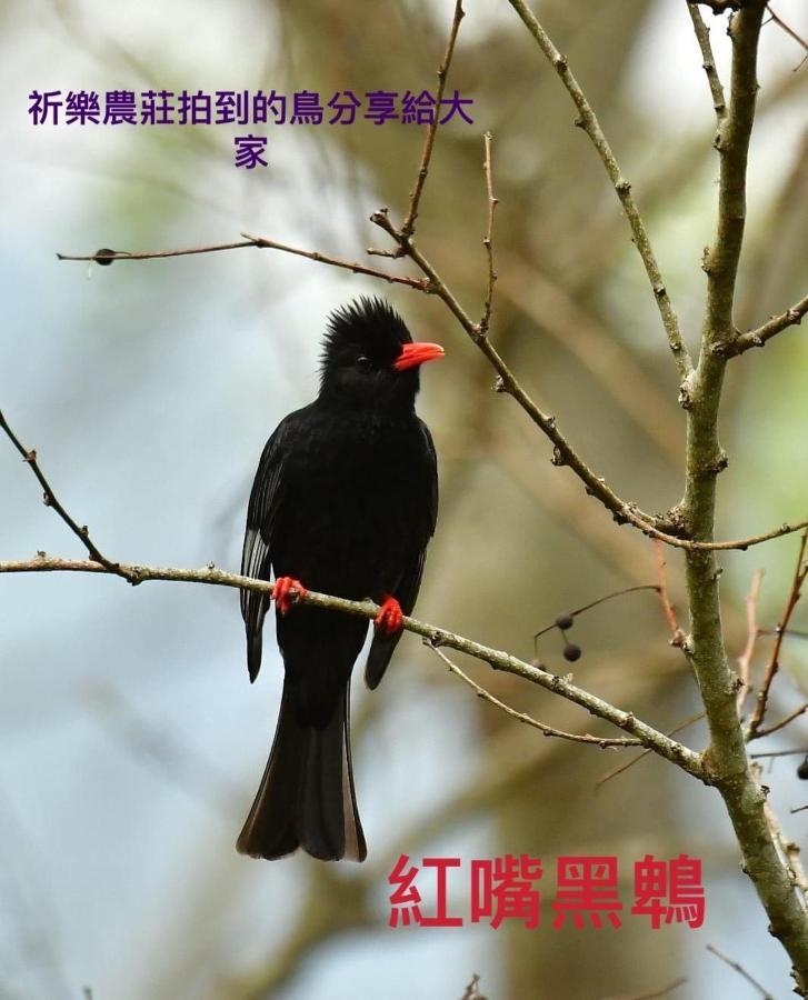 Lala Mountain Homestay‧Cile Farm Hualing エクステリア 写真